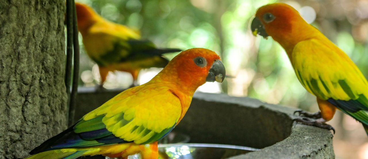 Read more about the article Bali Bird Park Tour