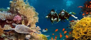 Read more about the article Nusa Penida Diving Tour